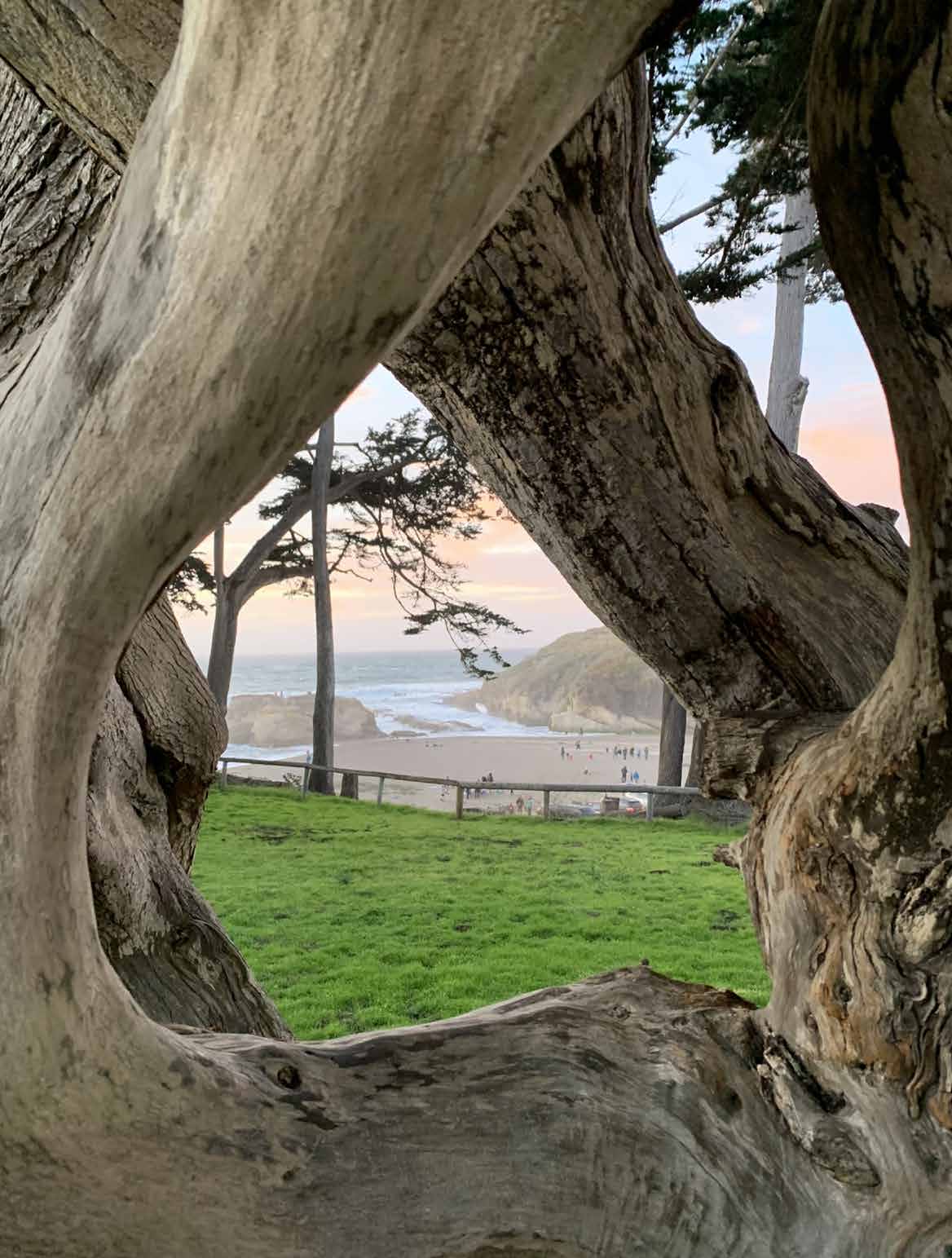 Looking through trees to beach at Monta&ntilde;a De Oro State Park