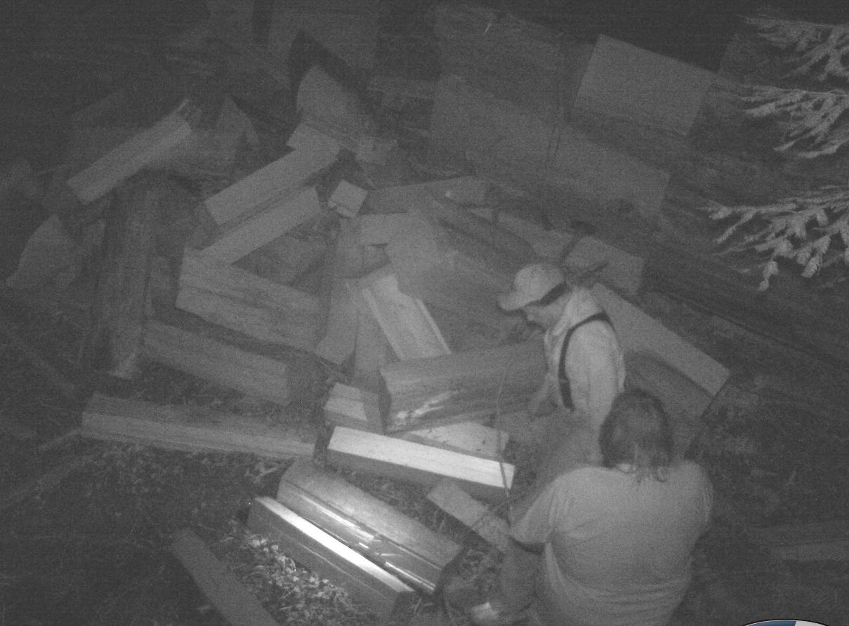 Image captured via remote surveillance shows two suspects poaching old-growth redwood parts from a downed tree