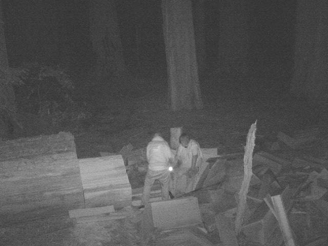 Image captured via remote surveillance shows two suspects poaching redwood parts from a downed tree.