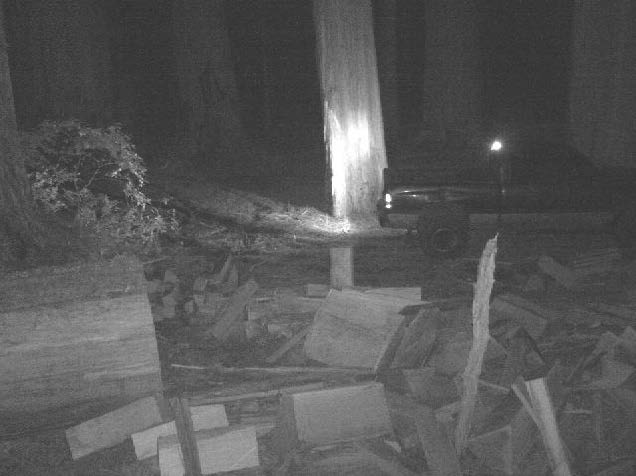 Image captured via remote surveillance shows a down old-growth redwood in the forefront and the suspects&rsquo; vehicle in the background.