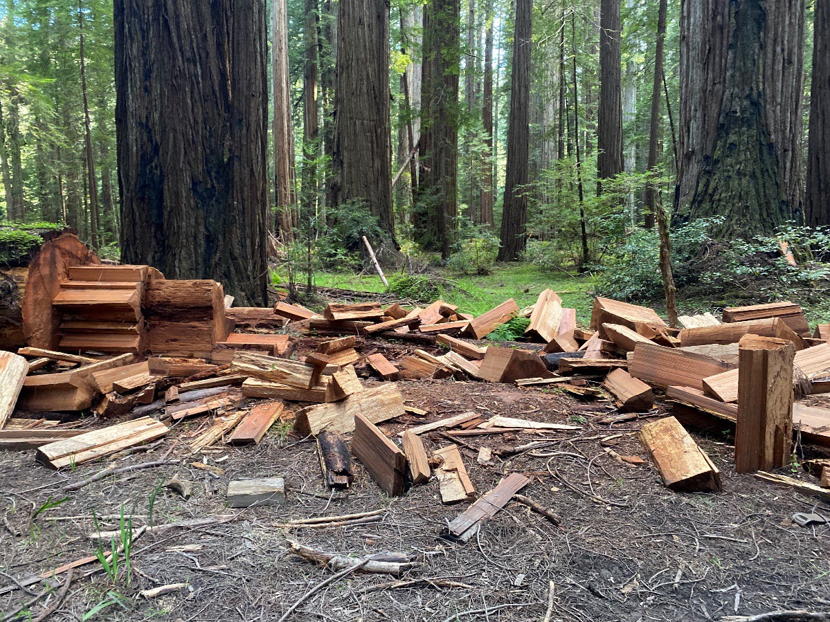 Image captured during the day shows the aftermath of redwood poaching.