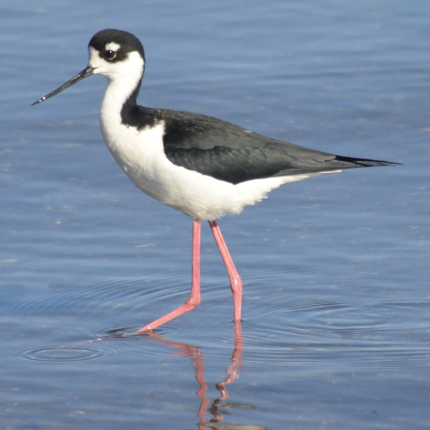 Black-necked Stilt