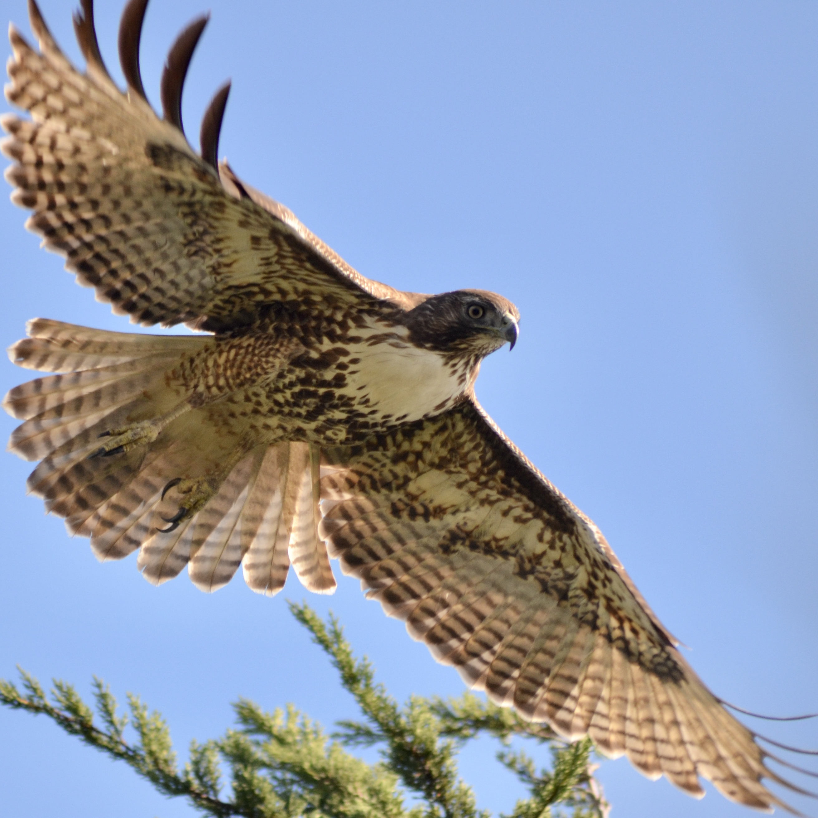Coopers Hawk