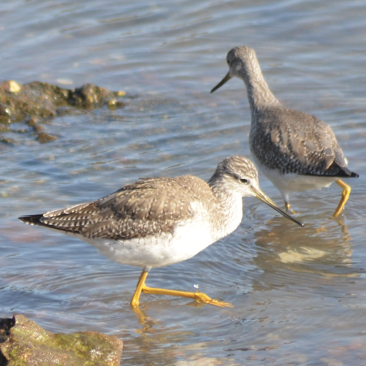 Greater Yellowlegs