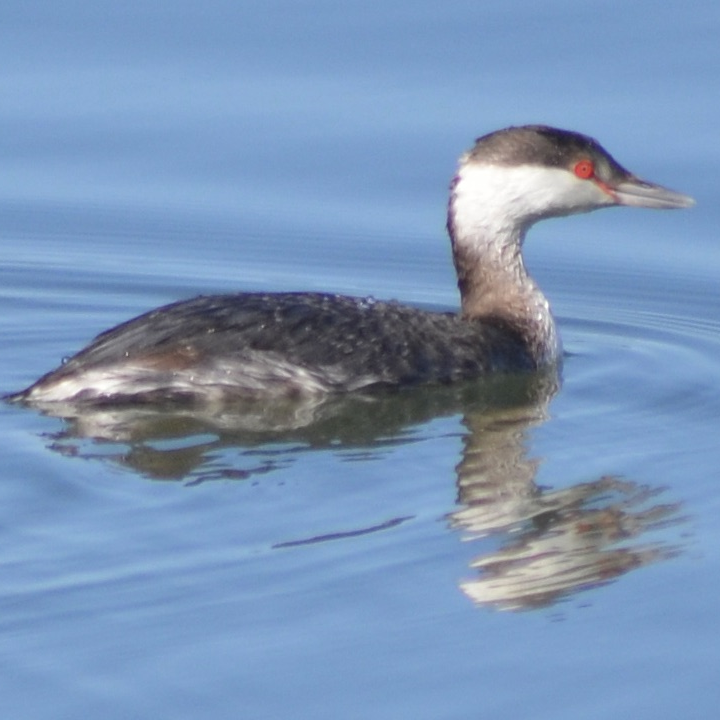 Horned Grebe