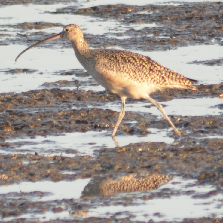 Long-billed Curlew