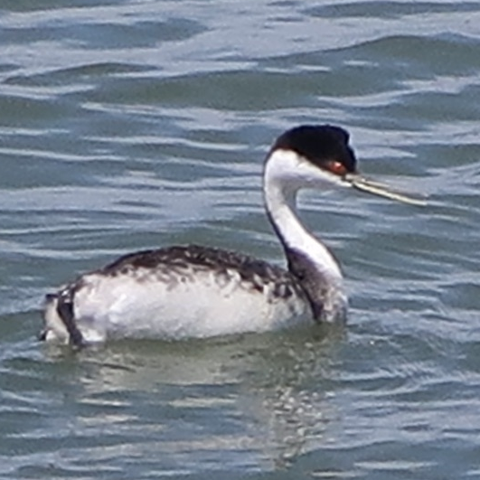 Western Grebe