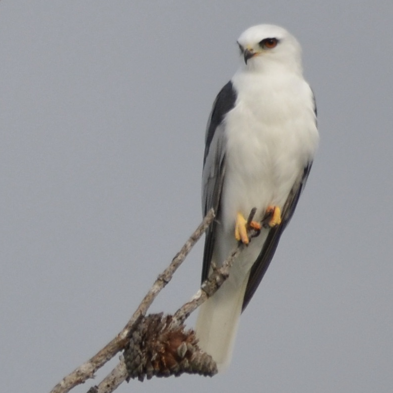 White-Tailed Kite