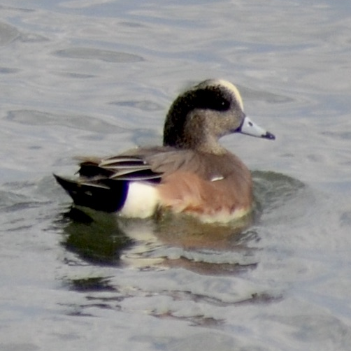 Widgeon