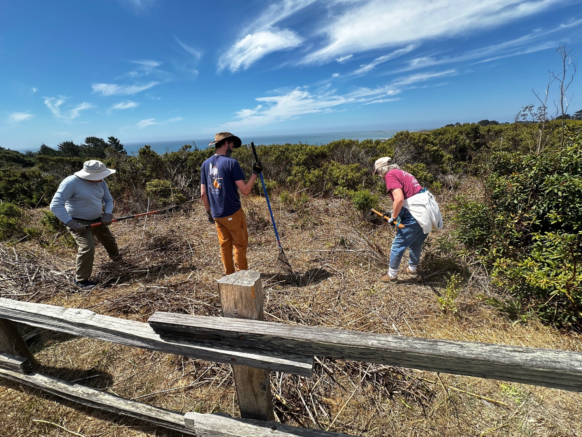 volunteers removing invasive plants