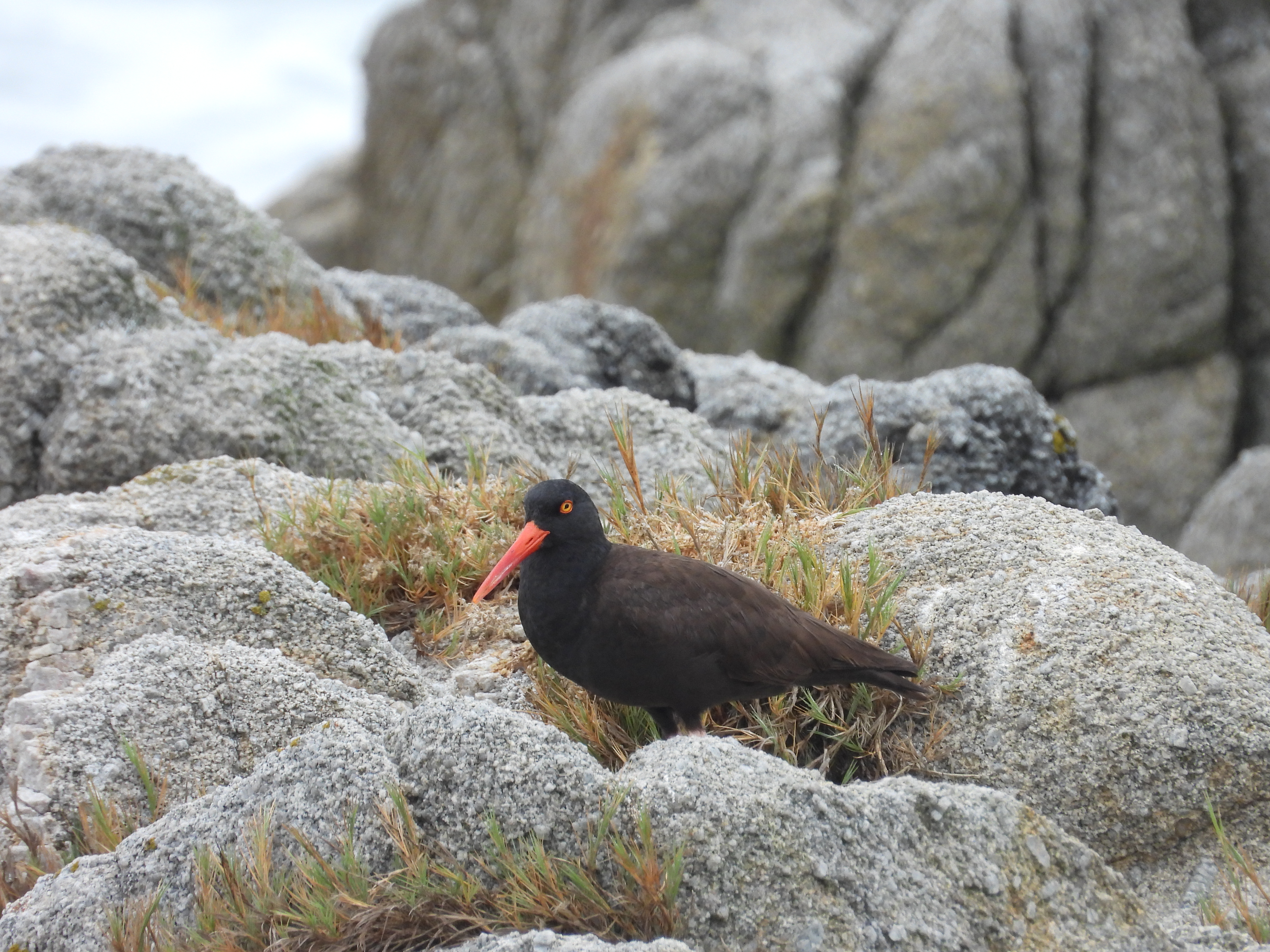 Adult Black Oystercatcher