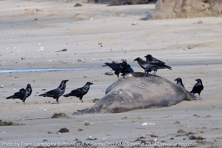 Ravens scavenge a recently deceased elephant seal carcass at A&ntilde;o Nuevo State Park.
