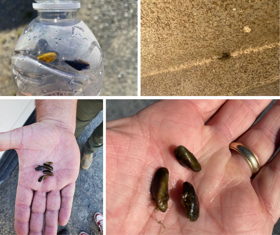 Infestation of the invasive golden mussels discovered on a boat during an inspection check at Beals Point at Folsom Lake State Recreation Area.