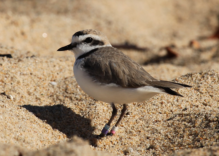 Western Snowy Plover. Photo from California State Parks.